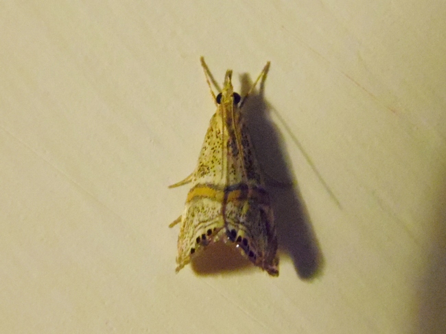 Piccolissima farfallina da ID